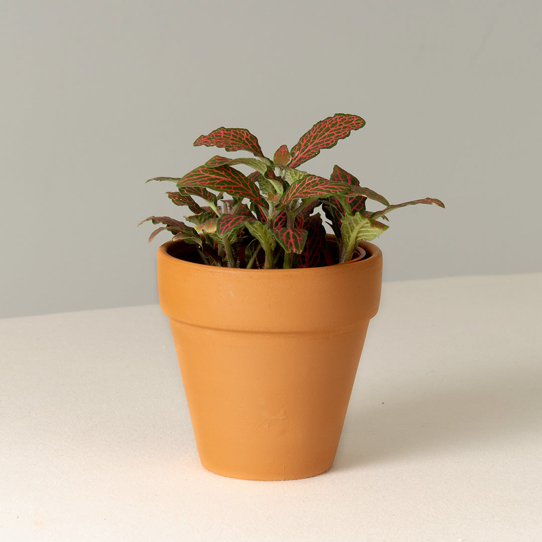 Nerve Plant (Fittonia)