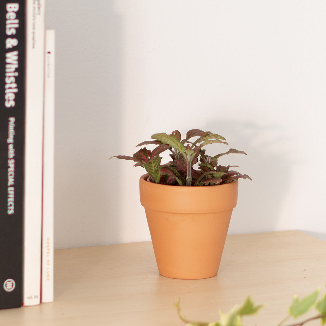Nerve Plant (Fittonia)