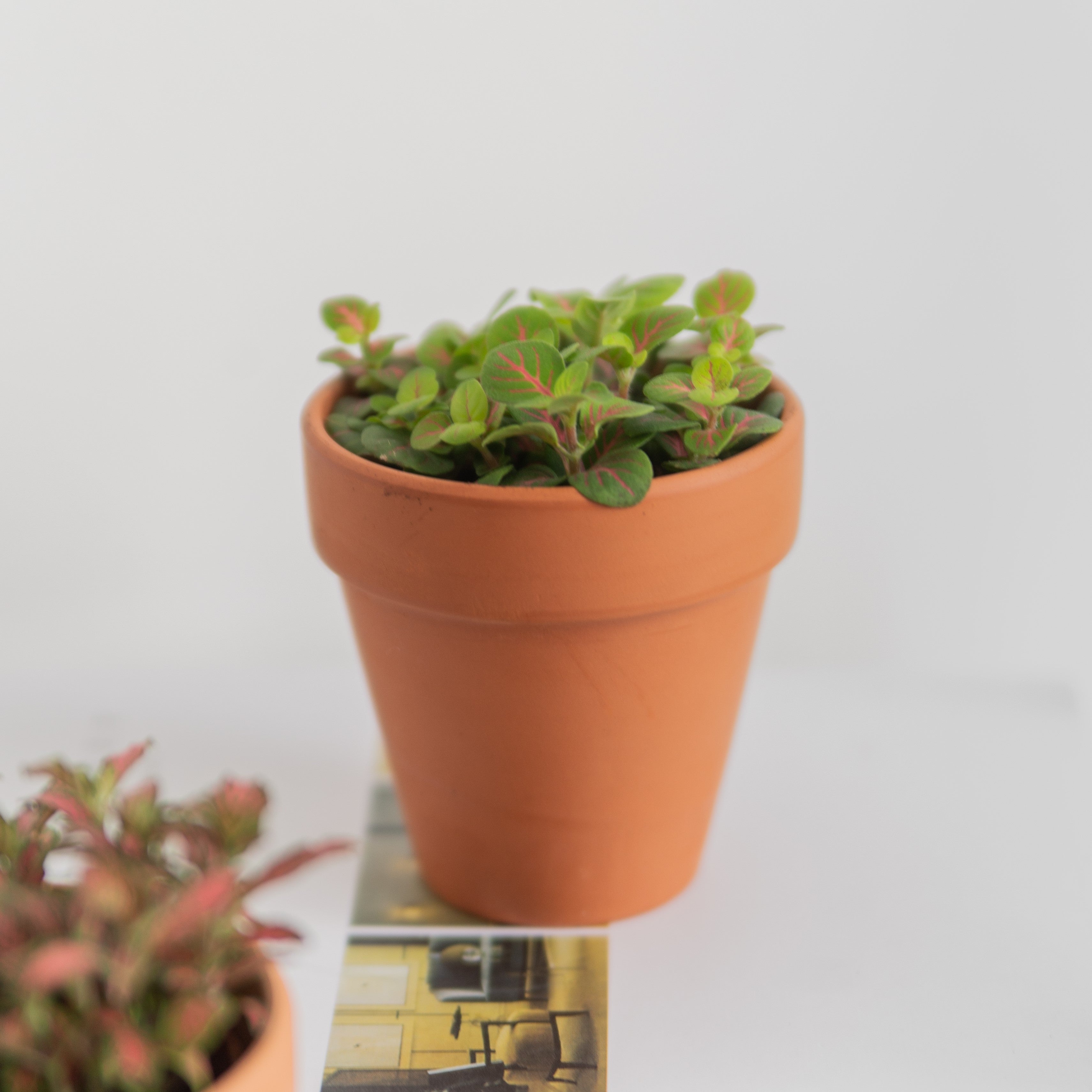 Nerve Plant (Fittonia)