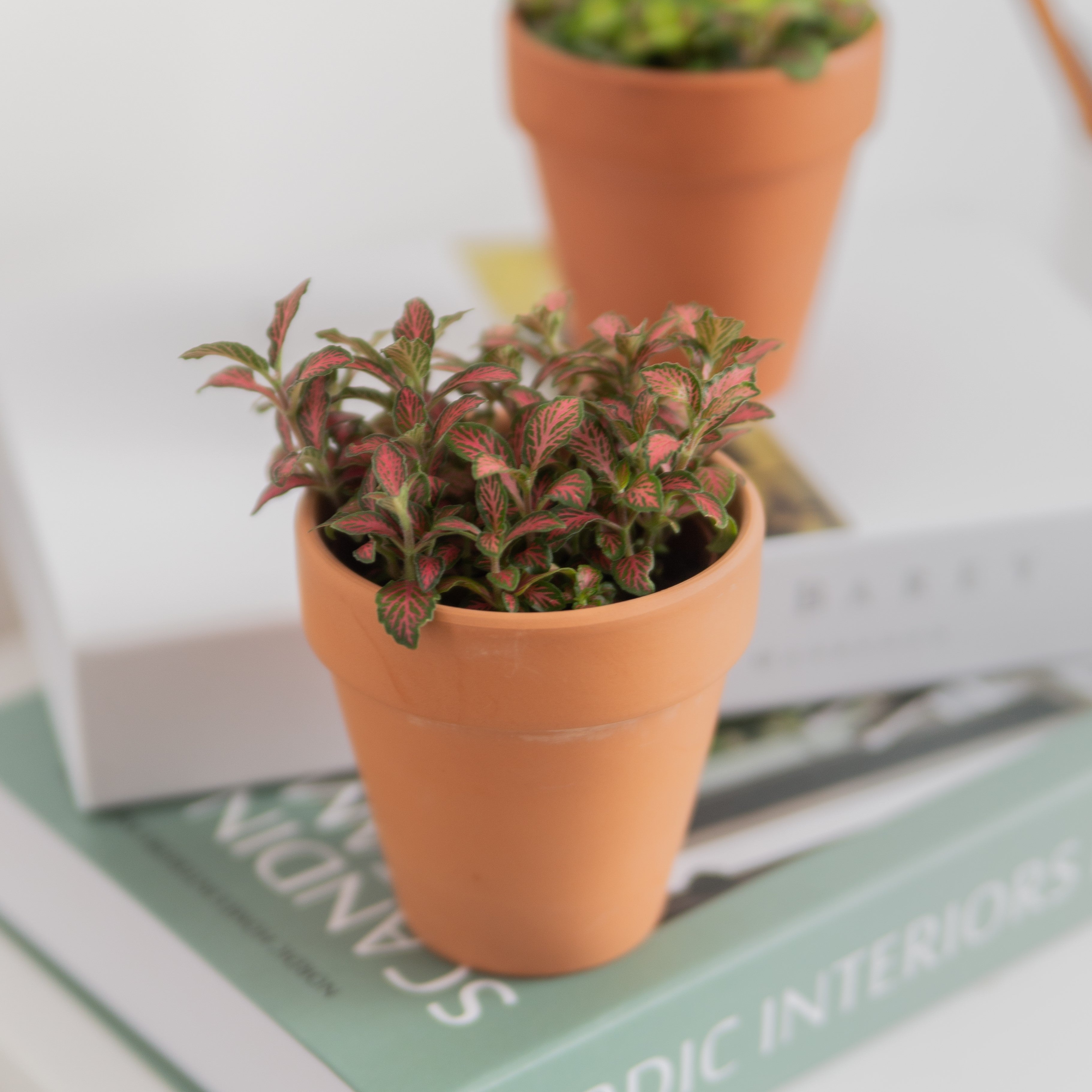 Nerve Plant (Fittonia)