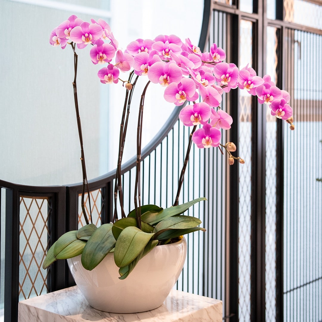 Phalaenopsis Orchid (5 Stalks)