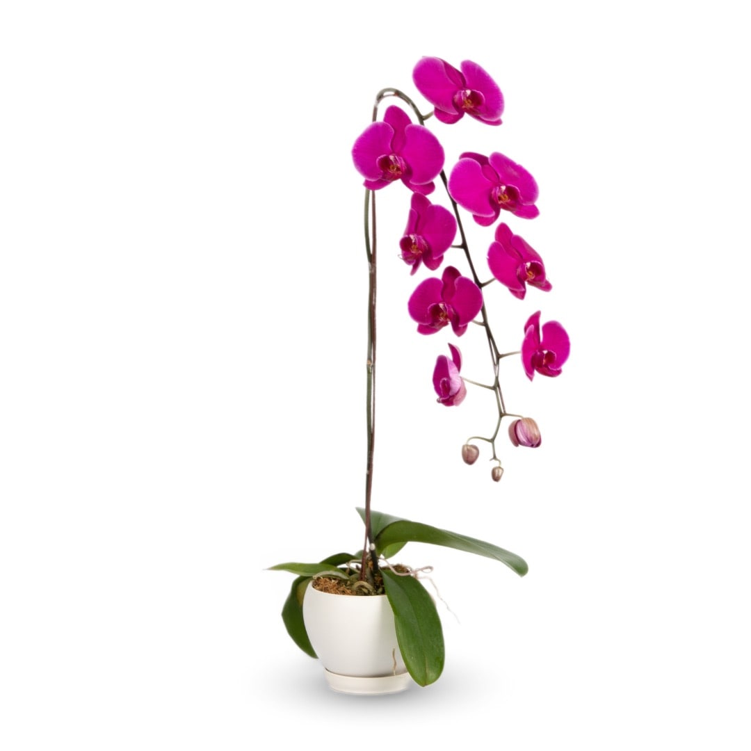 Phalaenopsis Orchid (1 Stalk) (MDV)