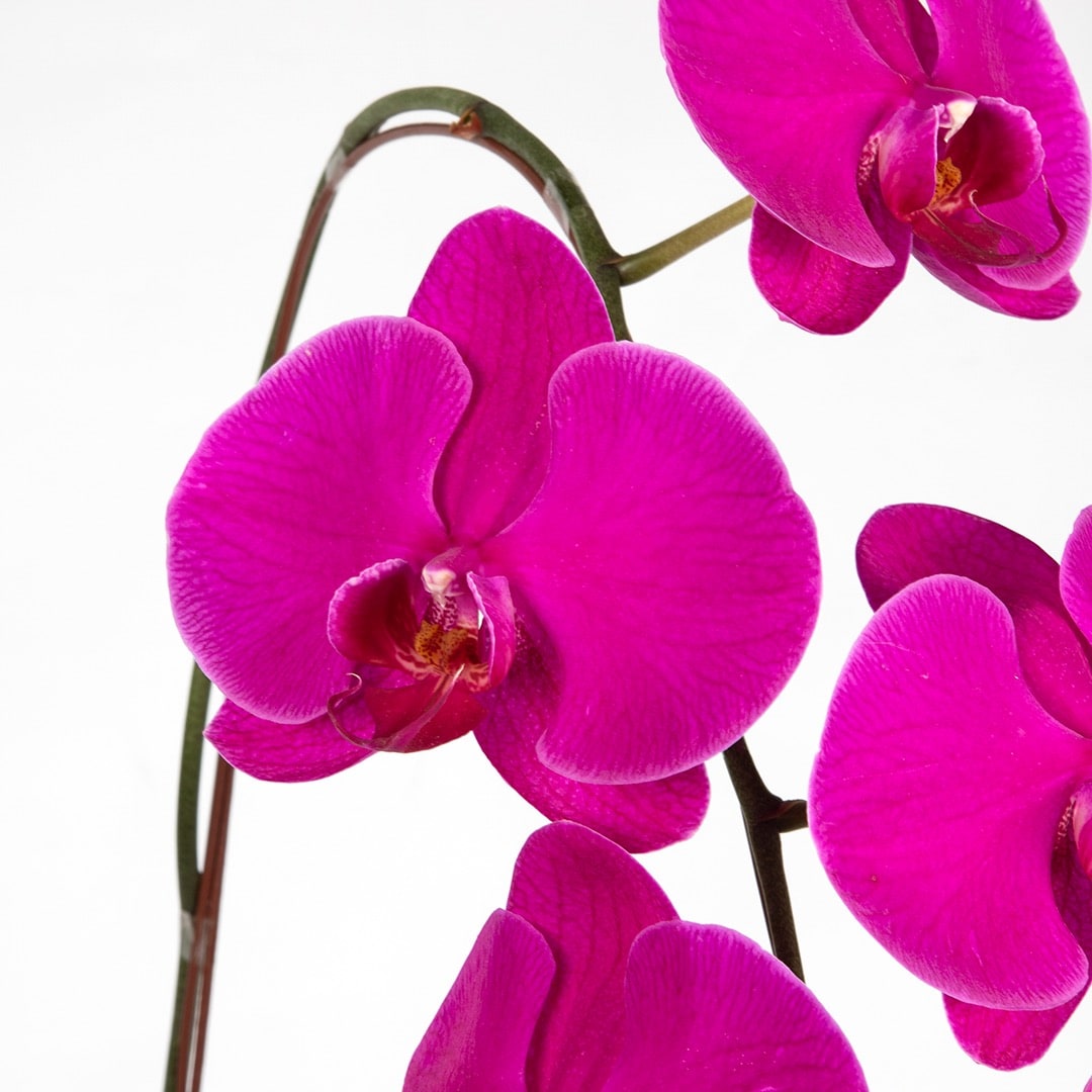 Phalaenopsis Orchid (1 Stalk) (MD)