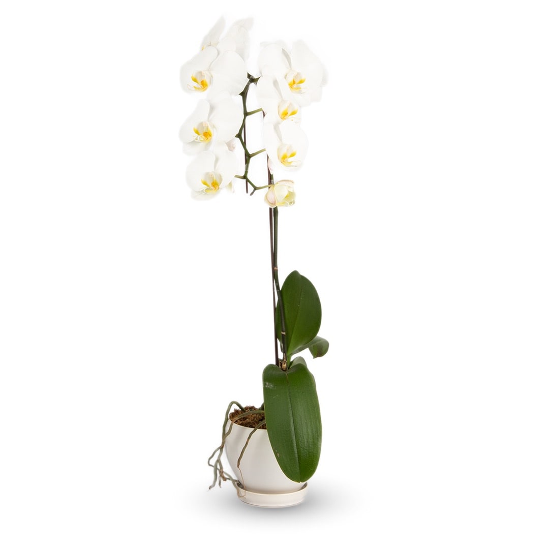 Phalaenopsis Orchid (1 Stalk) (MD)