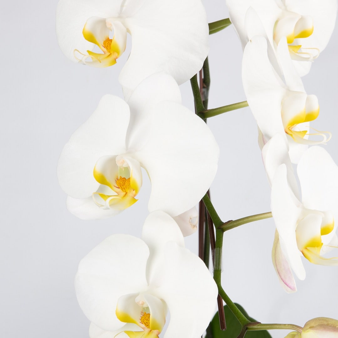 Phalaenopsis Orchid (1 Stalk) (MDV)