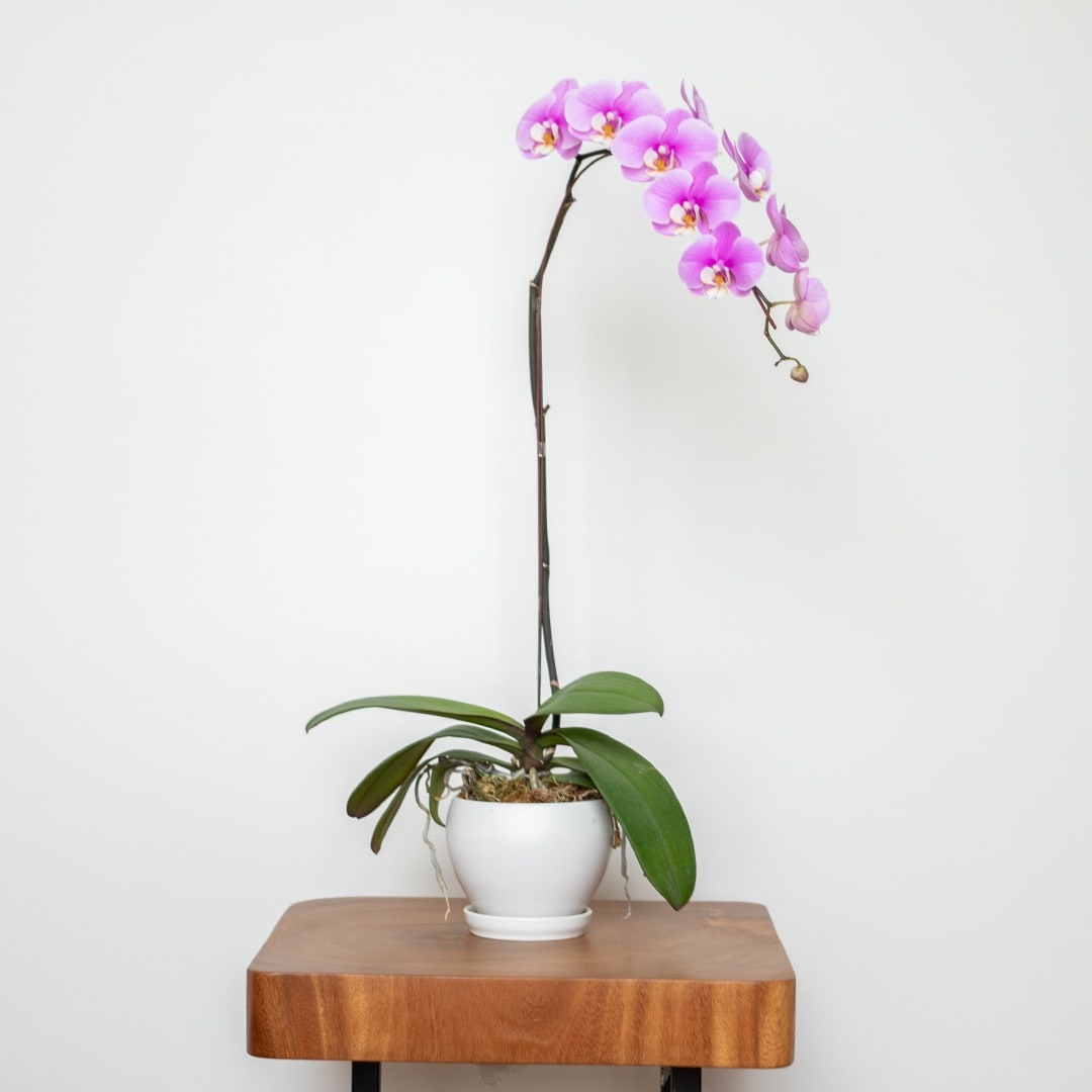 Phalaenopsis Orchid (1 Stalk) (MD)