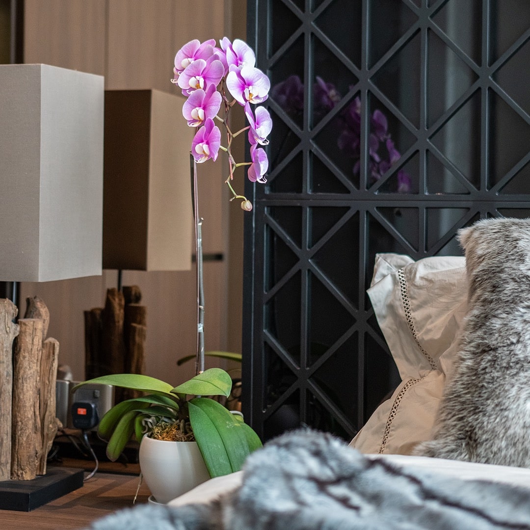Phalaenopsis Orchid (1 Stalk) (MDV)