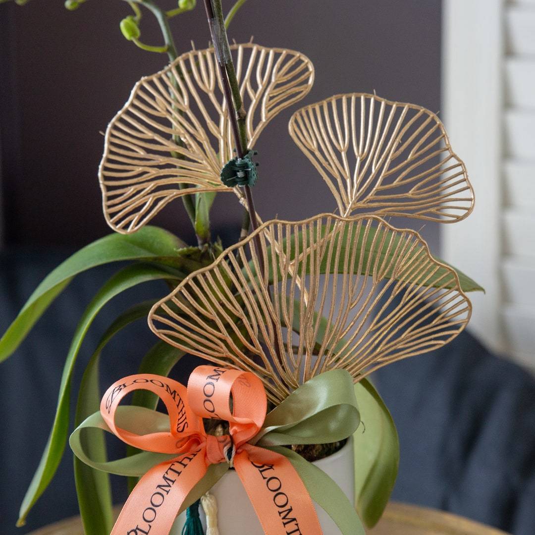 Raya Mini Phalaenopsis Orchid