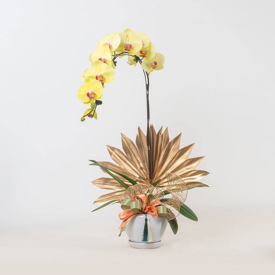 Deepavali Phalaenopsis Orchid (1 stalk)