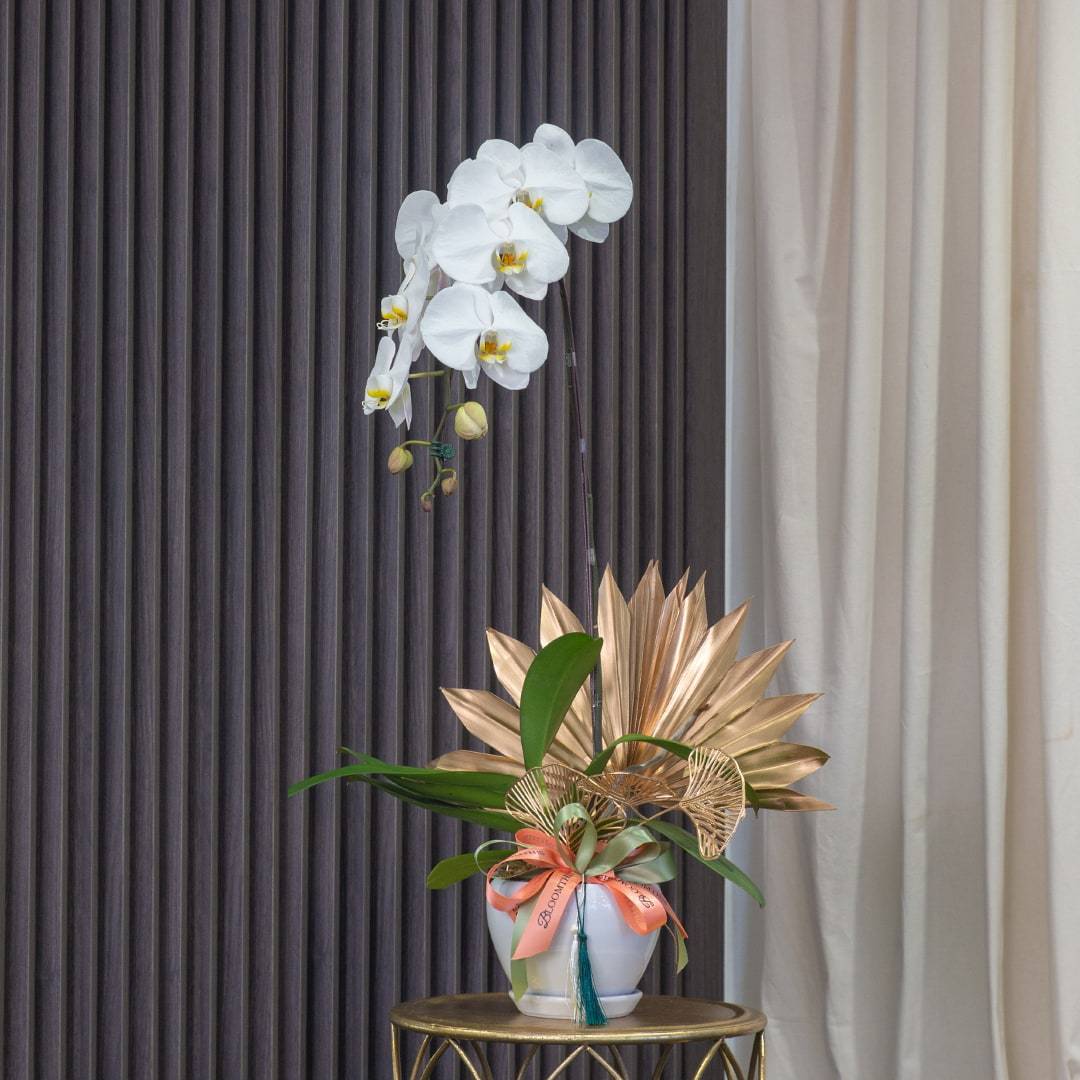Deepavali Phalaenopsis Orchid (1 stalk)