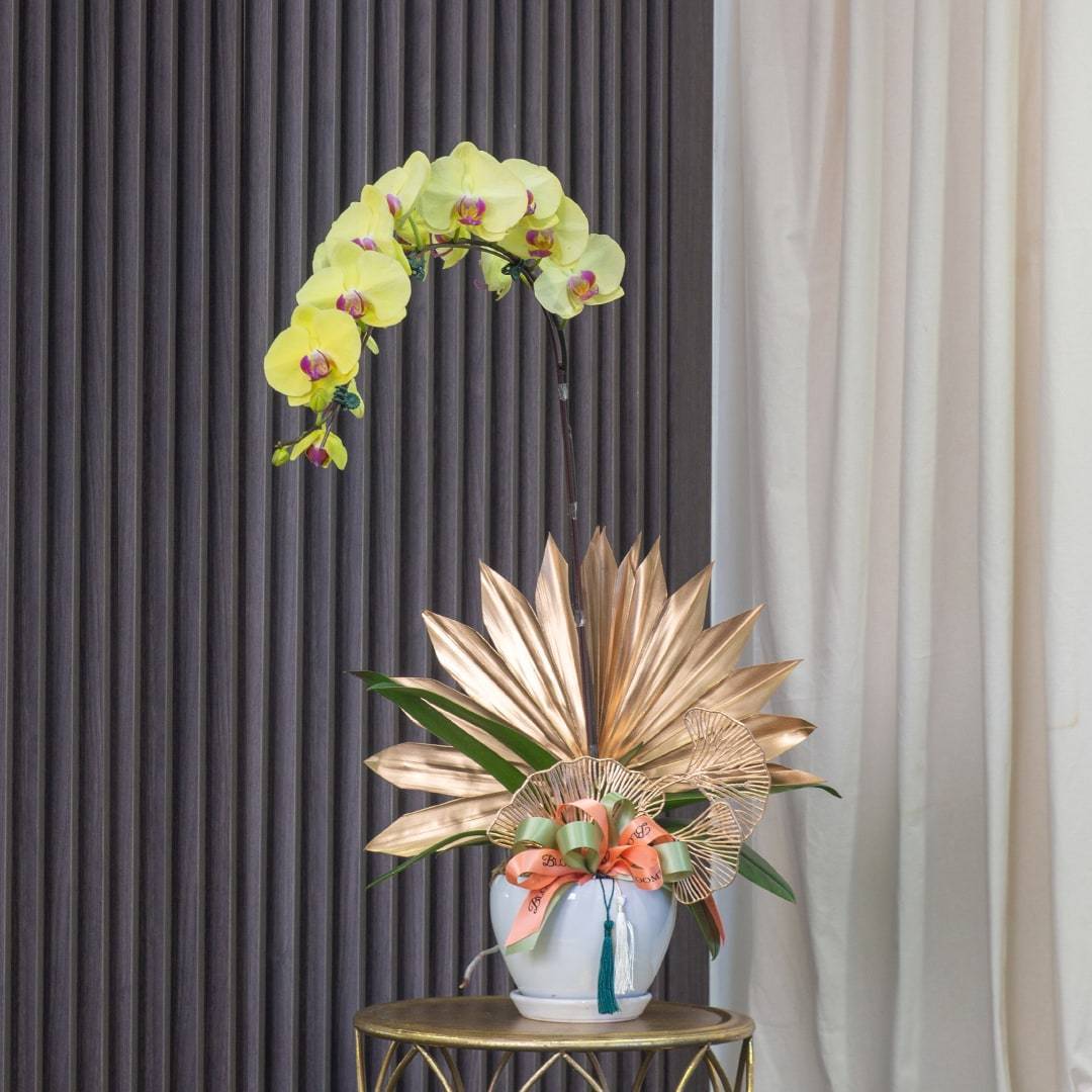 Deepavali Phalaenopsis Orchid (1 stalk)