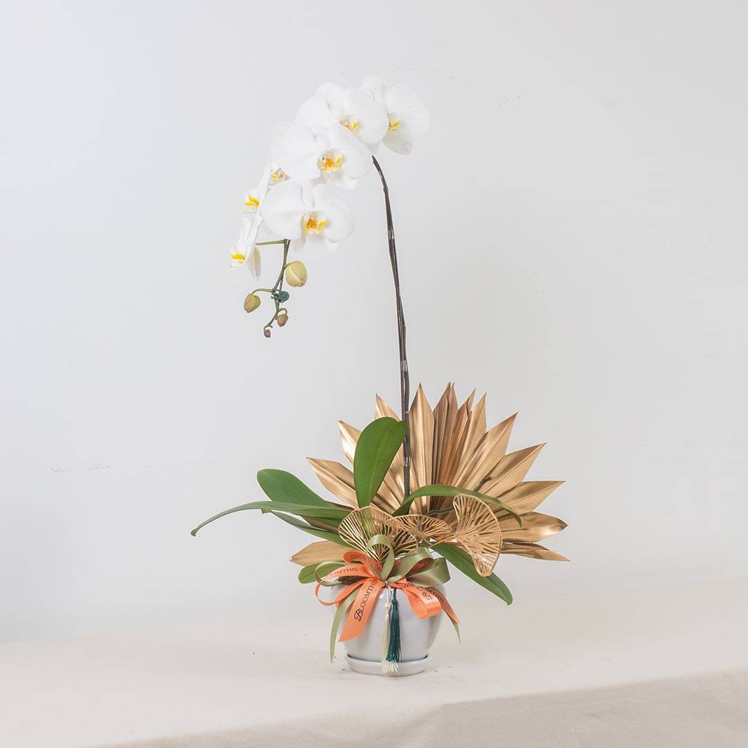 Deepavali Phalaenopsis Orchid (1 stalk)
