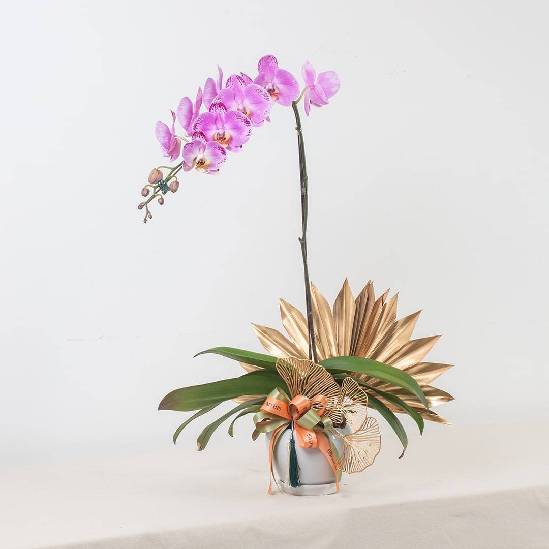Deepavali Phalaenopsis Orchid (1 stalk)