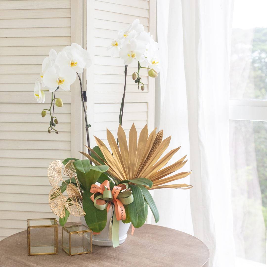 Raya Phalaenopsis Orchid (2 stalks)