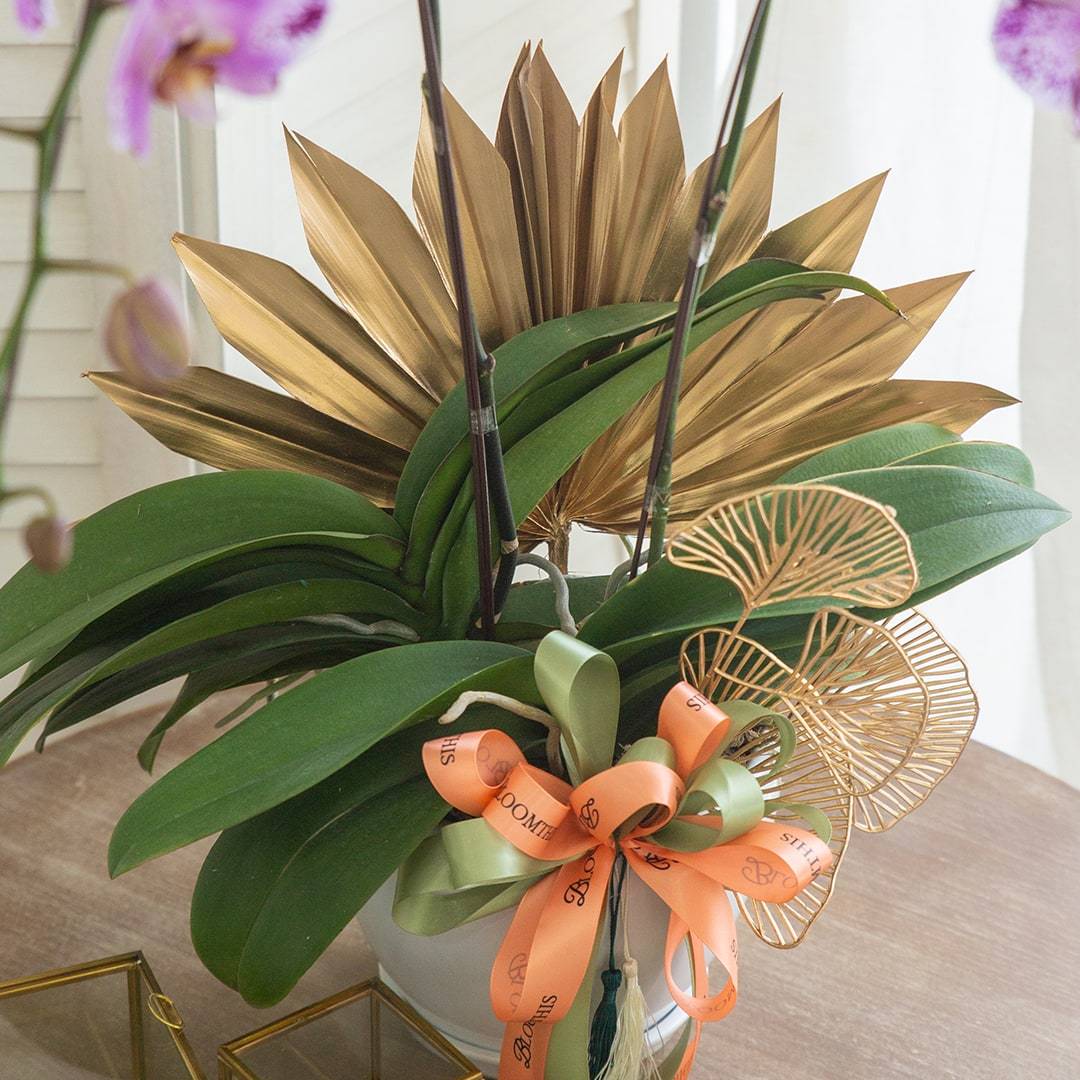 Raya Phalaenopsis Orchid (2 stalks)