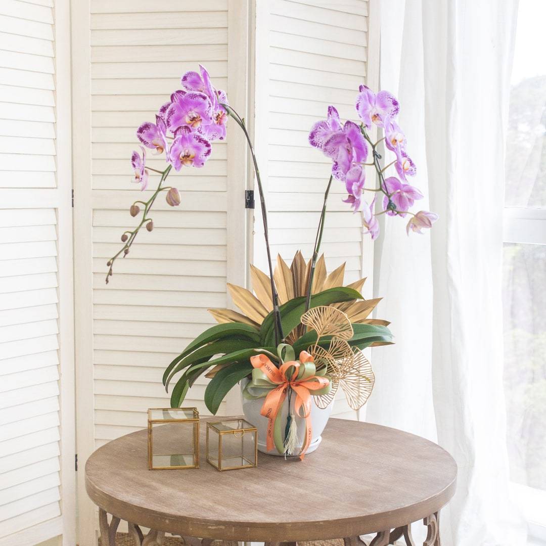 Deepavali Phalaenopsis Orchid (2 stalks)