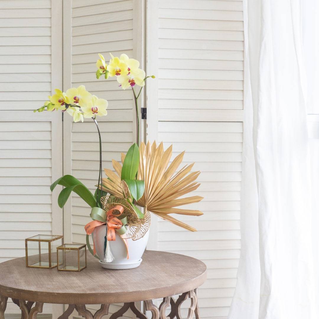 Deepavali Phalaenopsis Orchid (2 stalks)