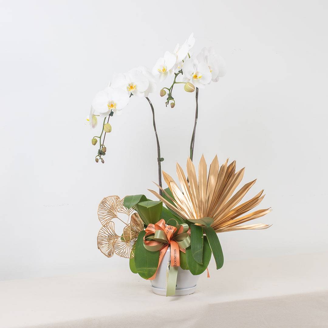 Raya Phalaenopsis Orchid (2 stalks)