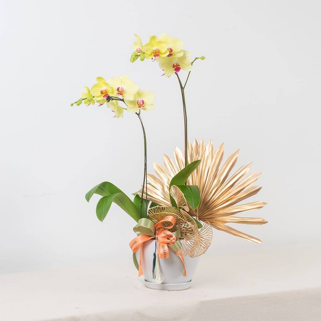 Deepavali Phalaenopsis Orchid (2 stalks)