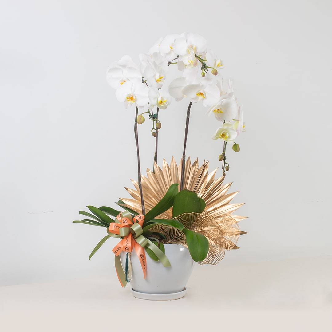 Deepavali Phalaenopsis Orchid (3 stalks)