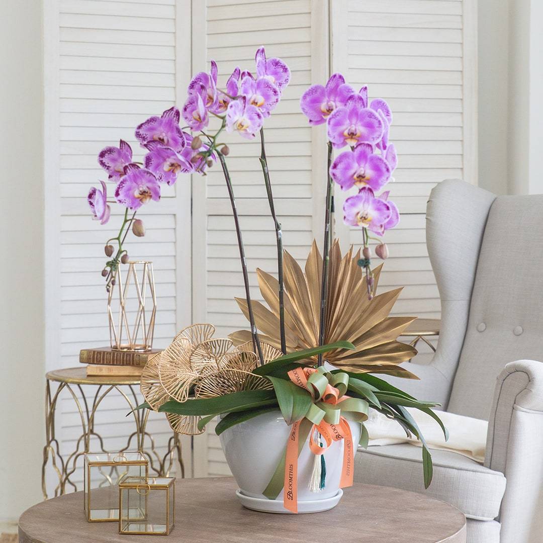 Deepavali Phalaenopsis Orchid (3 stalks)