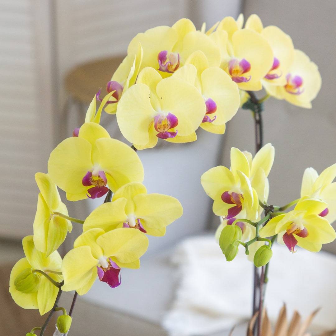 Deepavali Phalaenopsis Orchid (3 stalks)