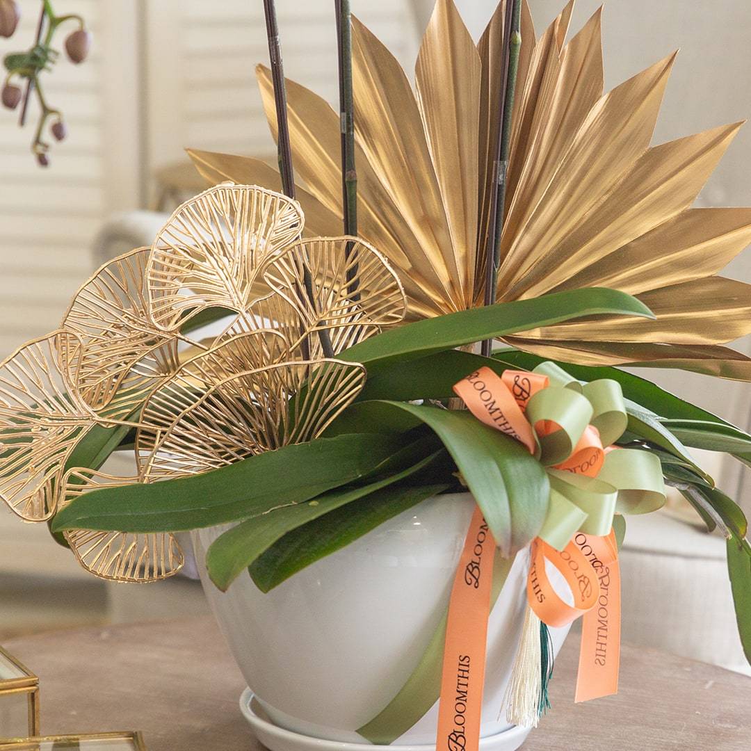 Raya Phalaenopsis Orchid (3 stalks)