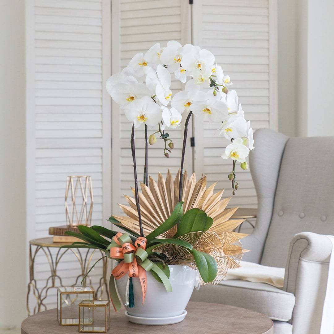 Deepavali Phalaenopsis Orchid (3 stalks)