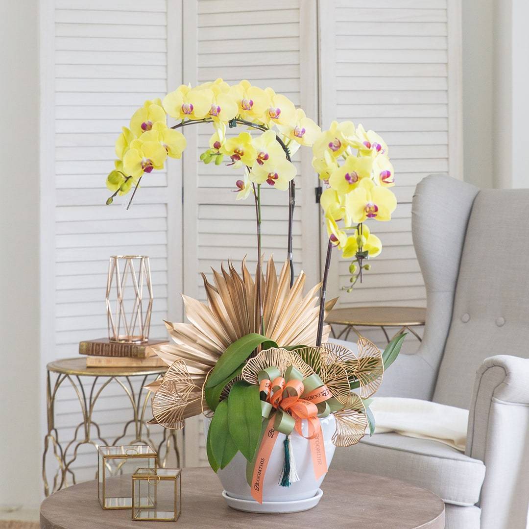 Deepavali Phalaenopsis Orchid (3 stalks)