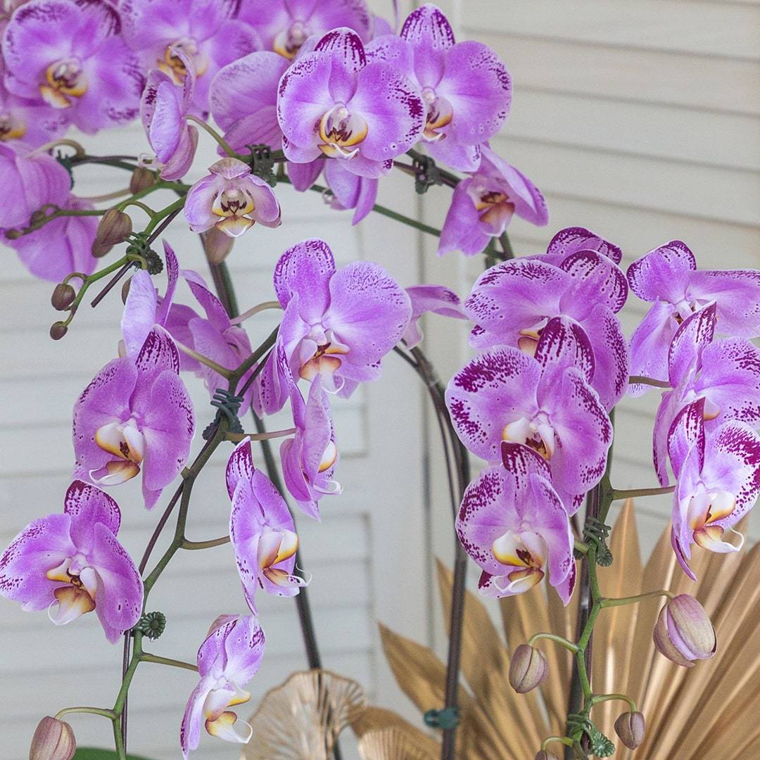 Deepavali Phalaenopsis Orchid (5 stalks)