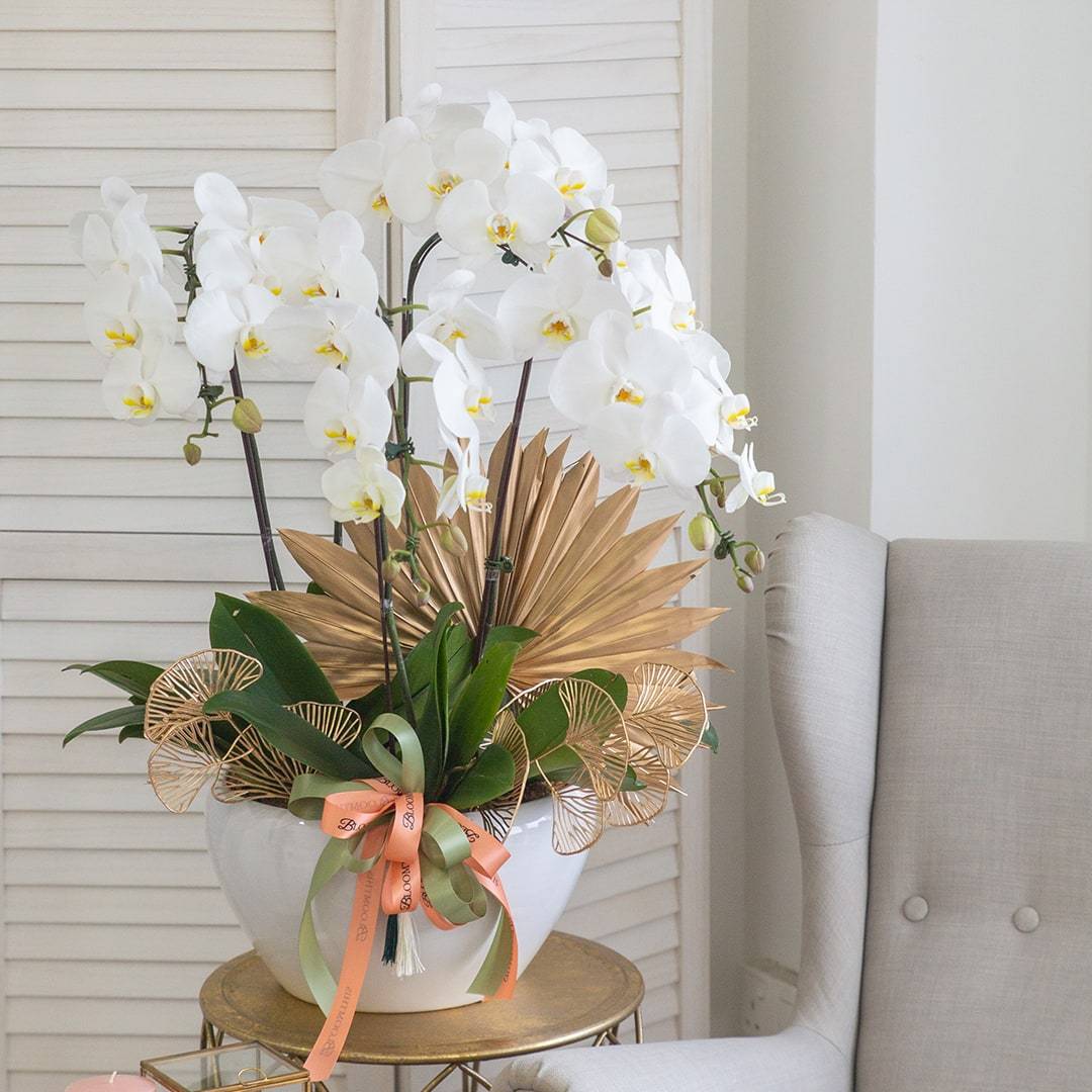 Raya Phalaenopsis Orchid (5 stalks)