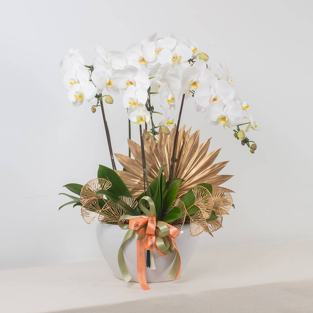 Raya Phalaenopsis Orchid (5 stalks)