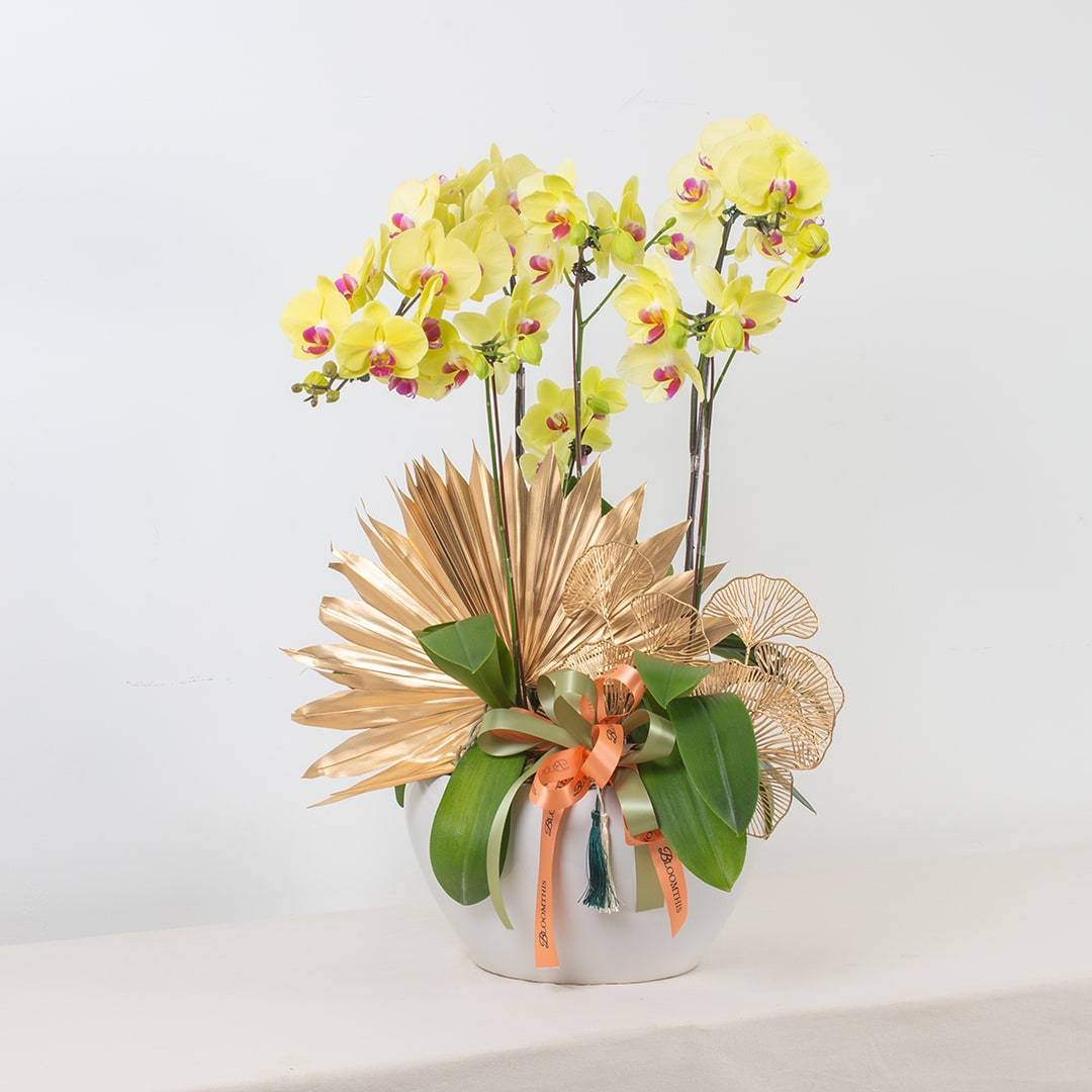 Deepavali Phalaenopsis Orchid (5 stalks)