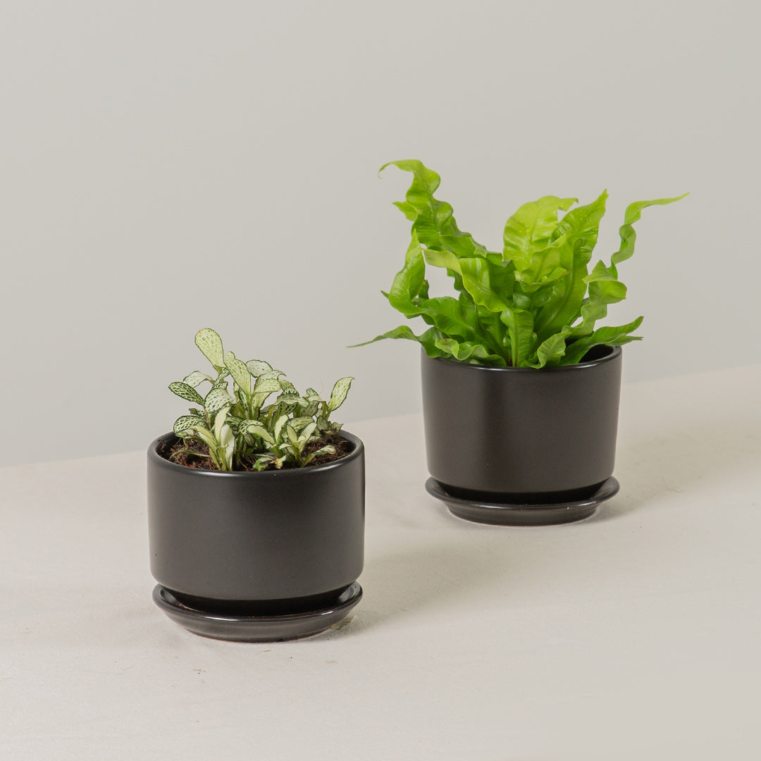 Beginners Plant Bundle (Fittonia & Crispy Wave Fern)