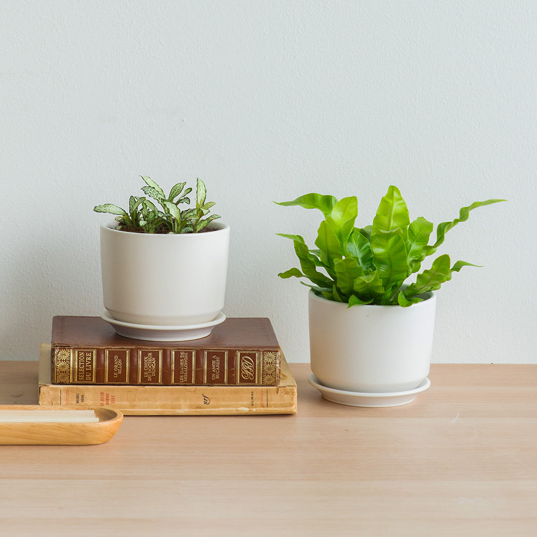 Beginners Plant Bundle (Fittonia & Crispy Wave Fern)