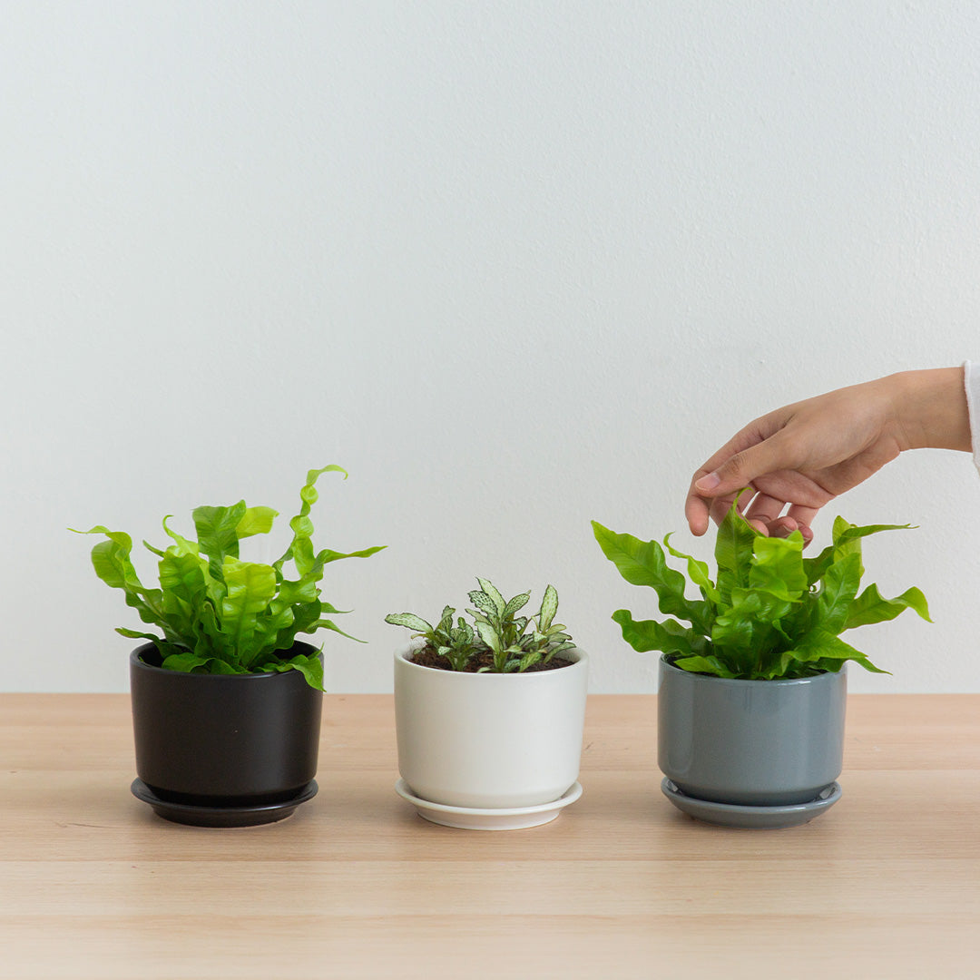 Beginners Plant Bundle (Fittonia & Crispy Wave Fern)