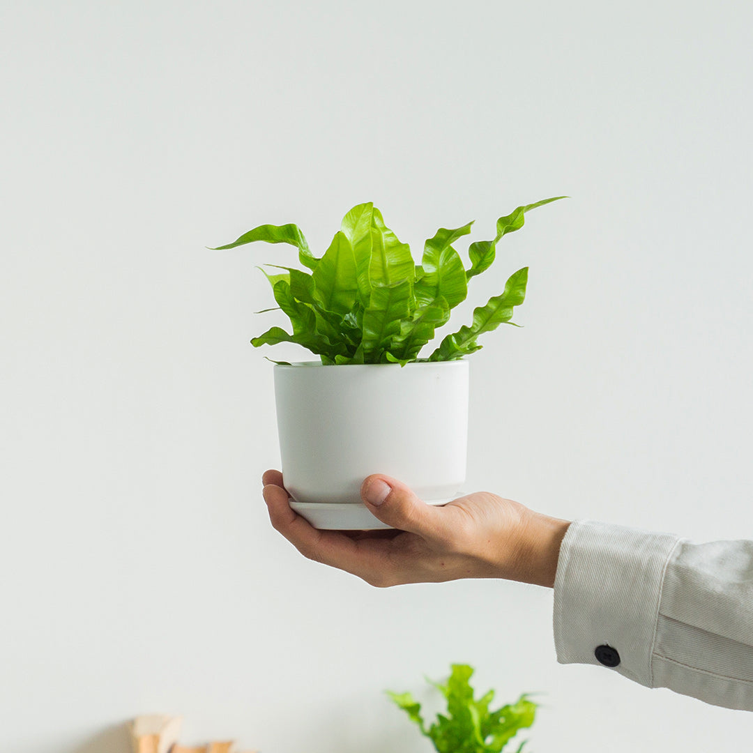 Beginners Plant Bundle (Fittonia & Crispy Wave Fern)