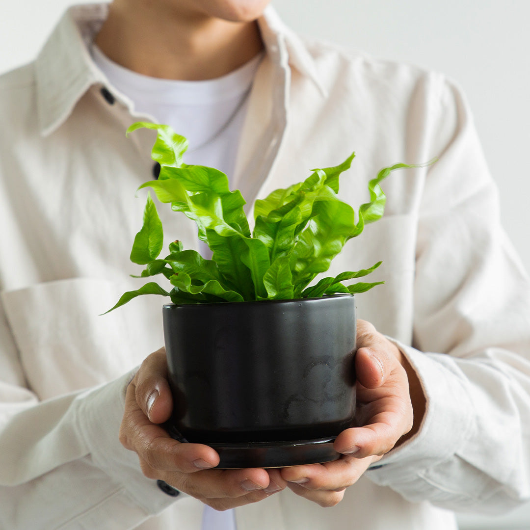 Beginners Plant Bundle (Fittonia & Crispy Wave Fern)