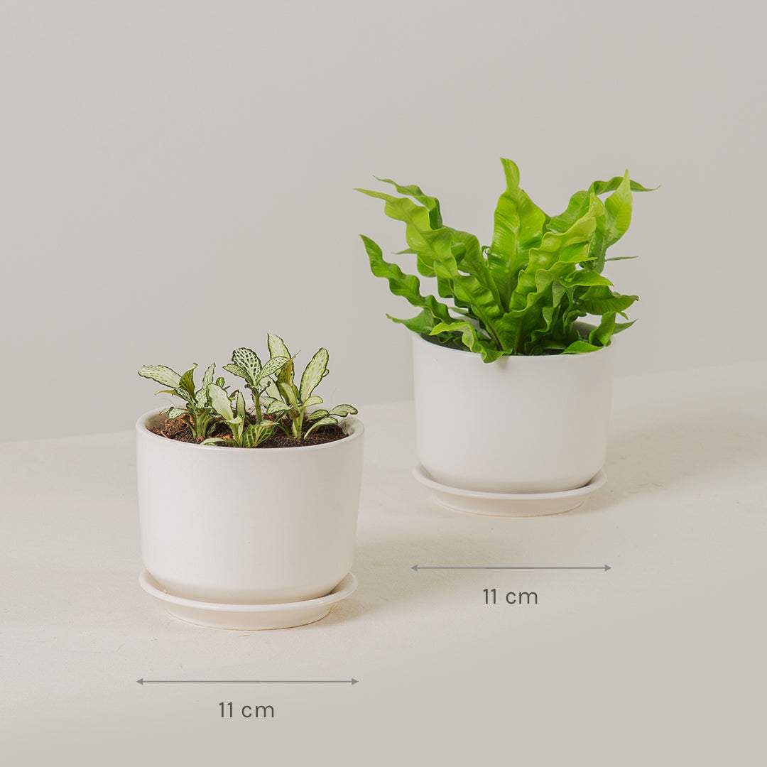 Beginners Plant Bundle (Fittonia & Crispy Wave Fern)