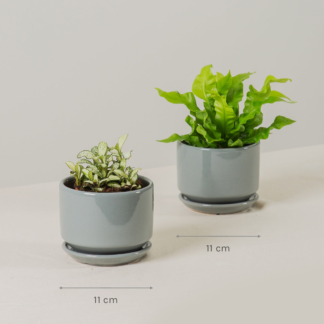 Beginners Plant Bundle (Fittonia & Crispy Wave Fern)