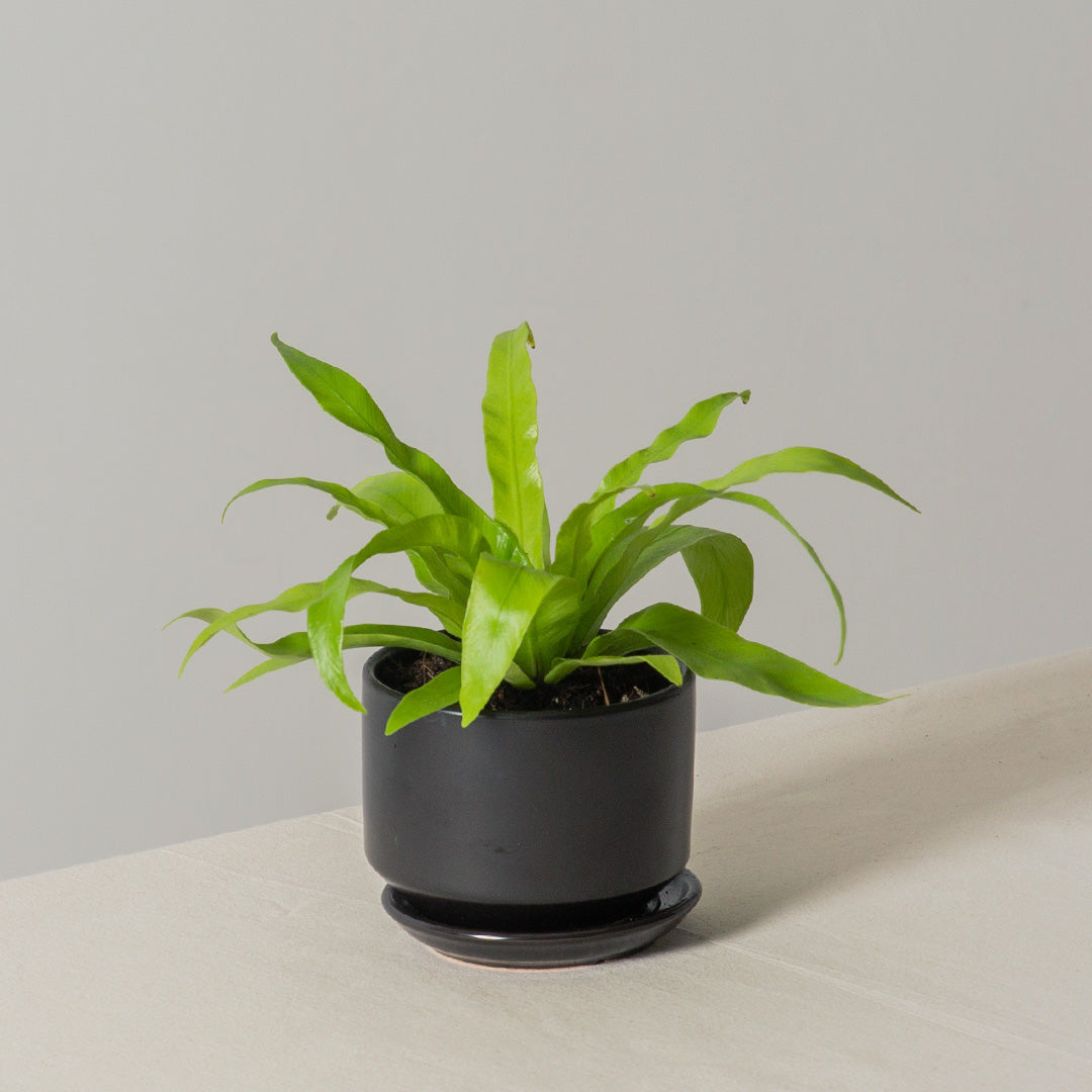 Bird's Nest Fern (Asplenium Nidus)