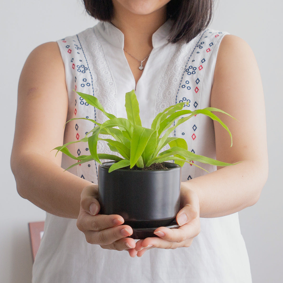 Bird's Nest Fern (Asplenium Nidus)