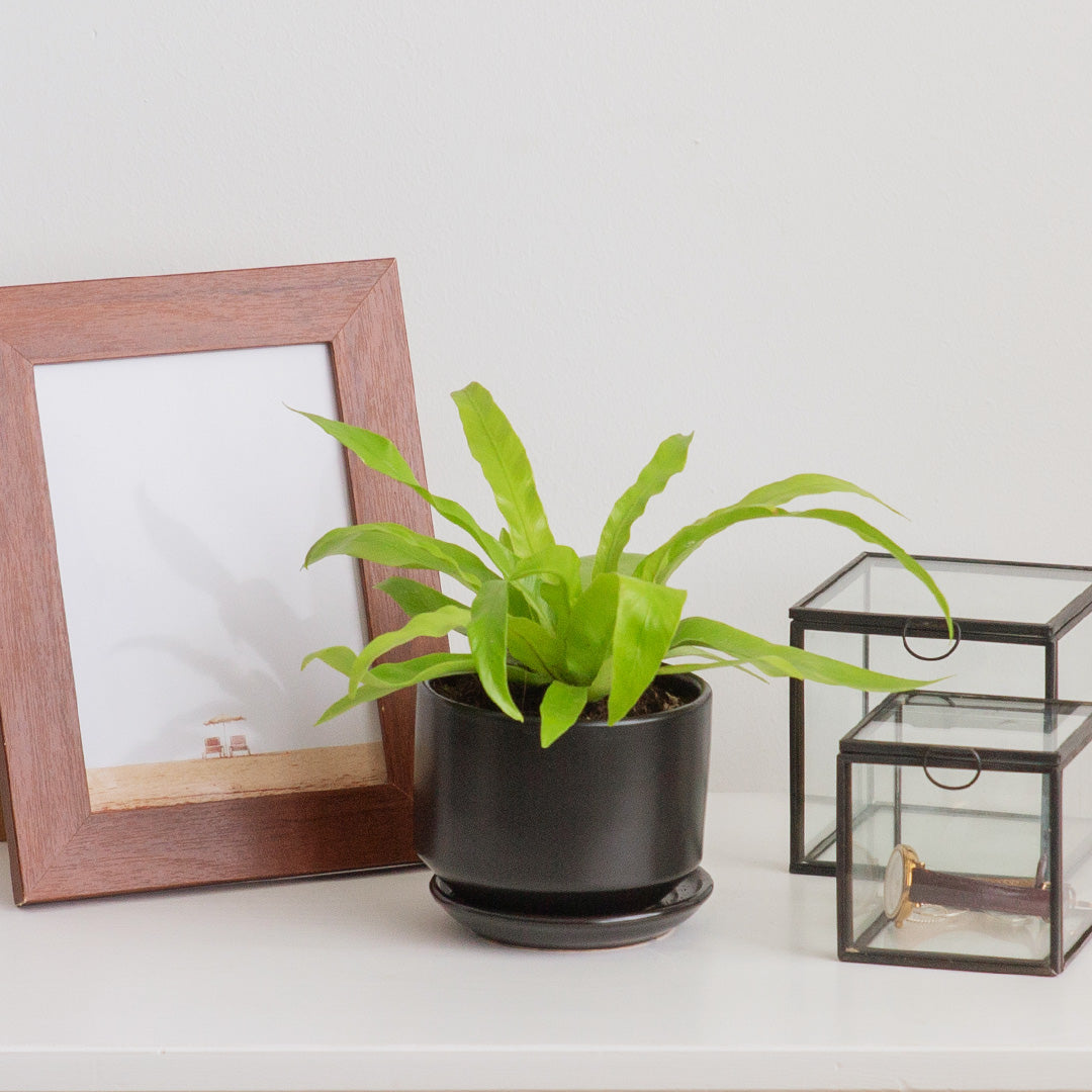 Bird's Nest Fern (Asplenium Nidus)