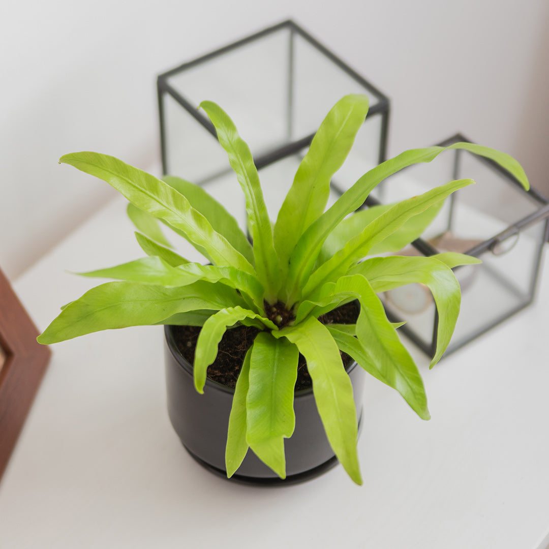 Bird's Nest Fern (Asplenium Nidus)