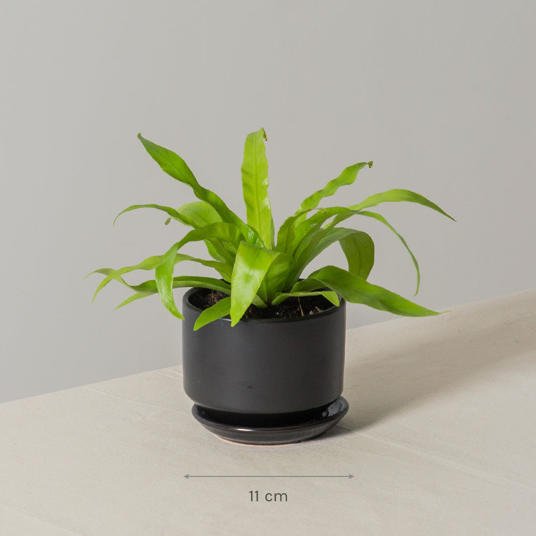 Bird's Nest Fern (Asplenium Nidus)