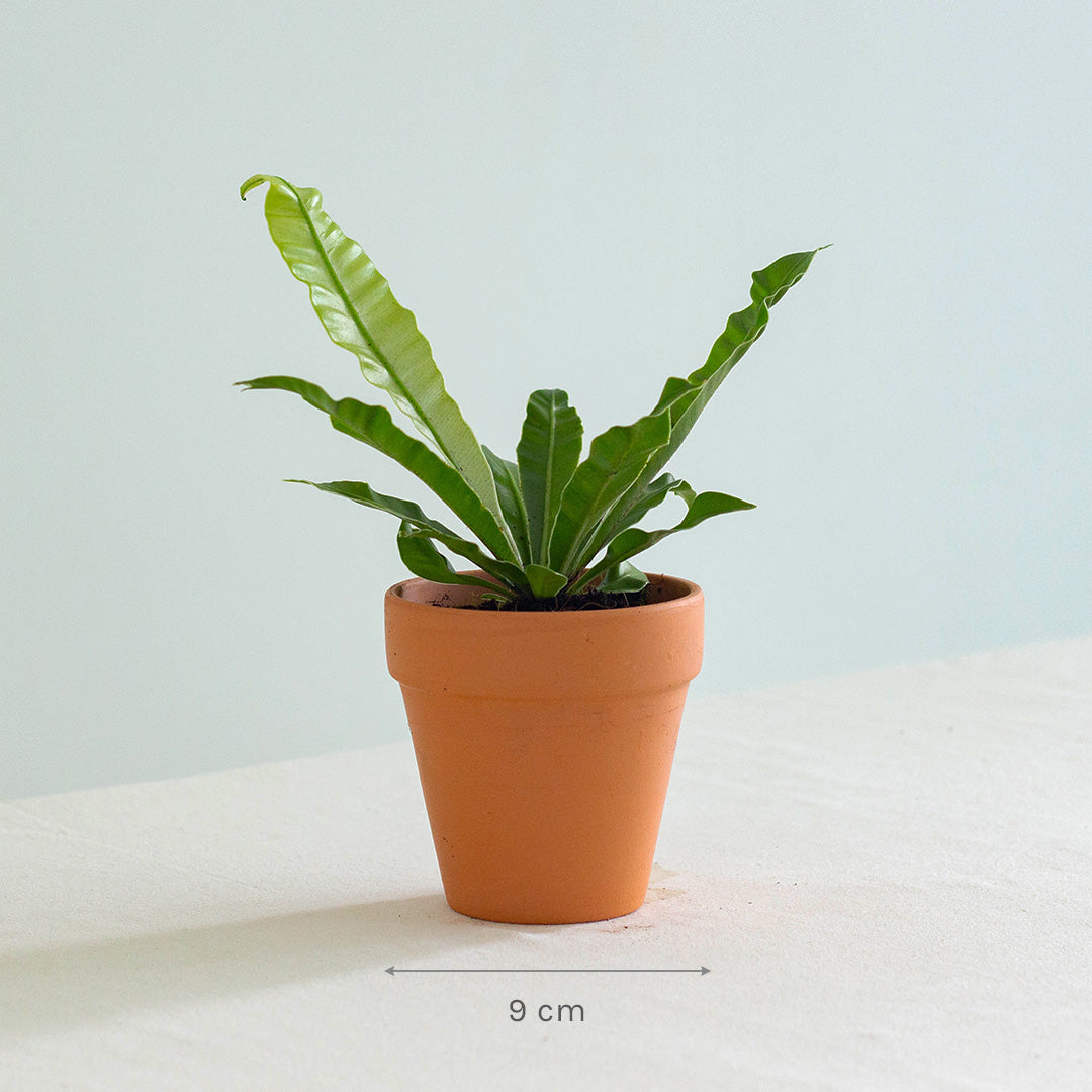 Bird's Nest Fern (Asplenium Nidus)