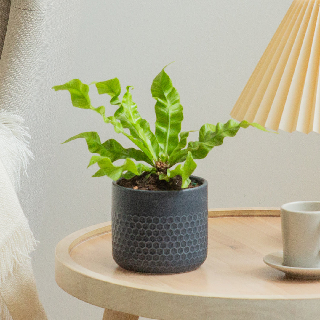Crispy Wave Fern