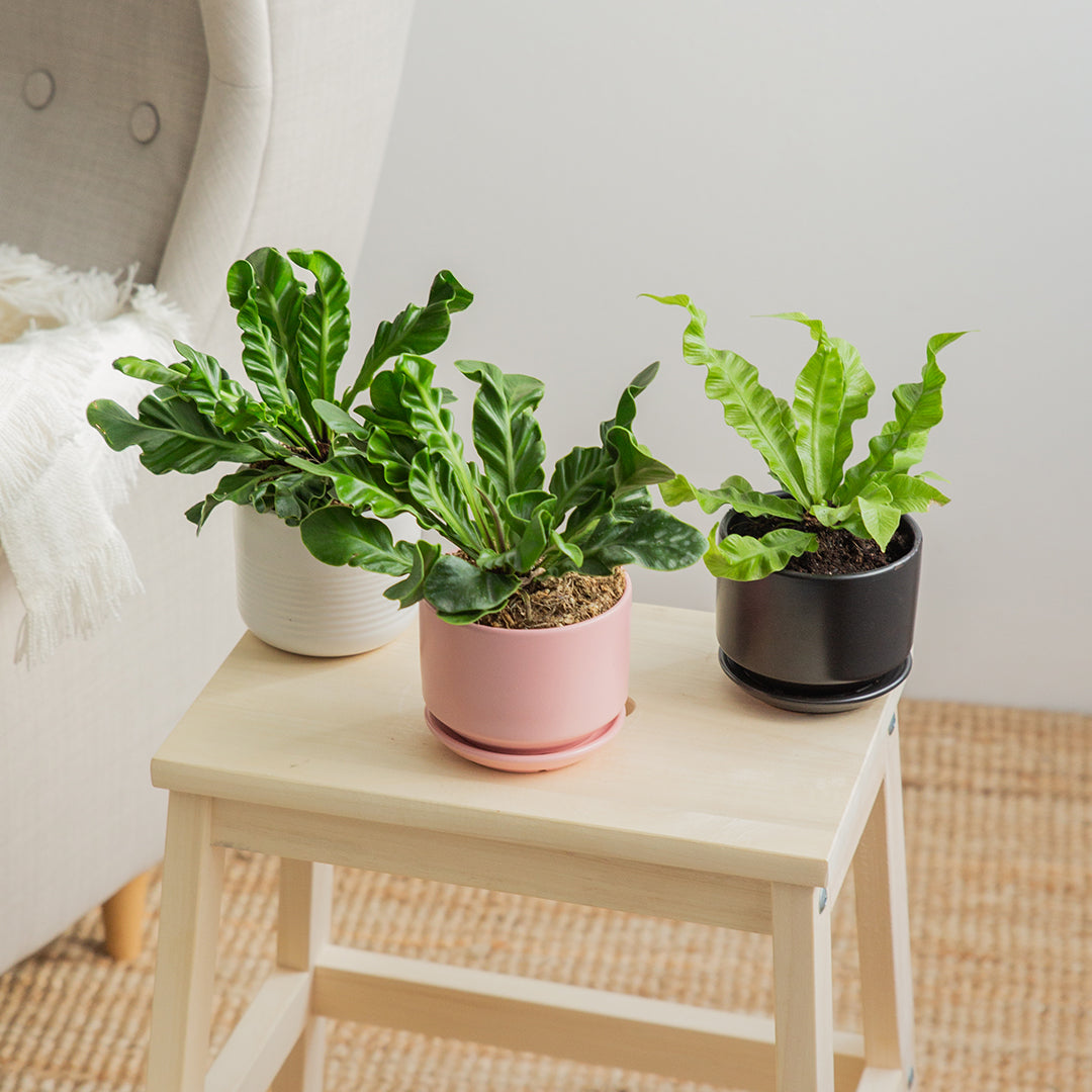Crispy Wave Fern