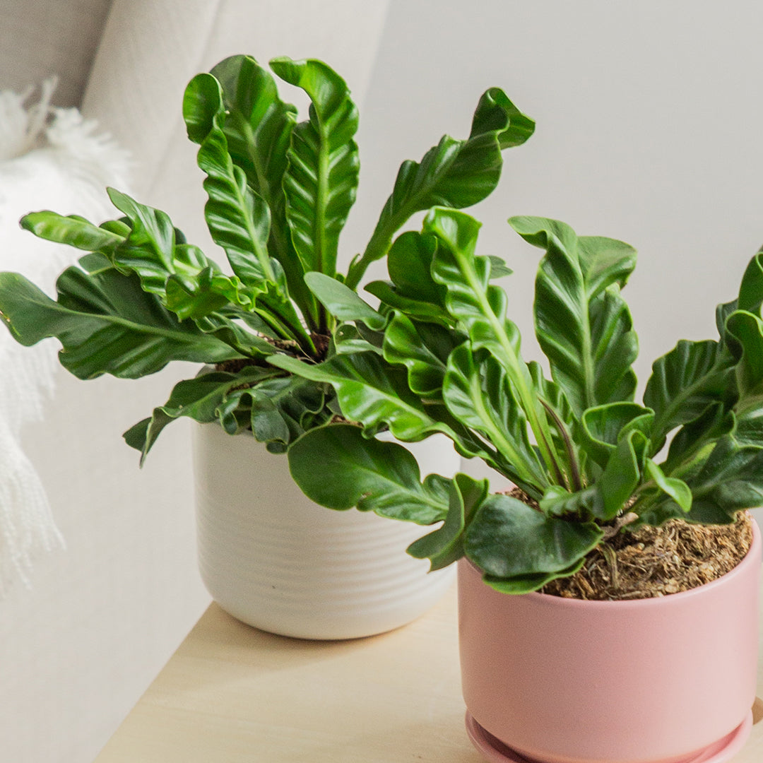 Crispy Wave Fern