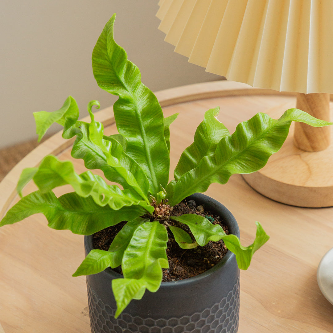Crispy Wave Fern